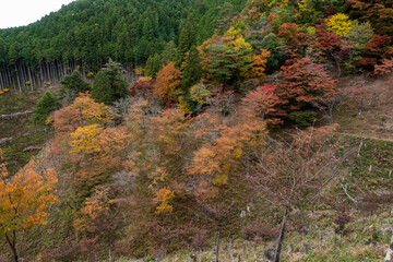 奈良県 吉野山の秋と紅葉景色