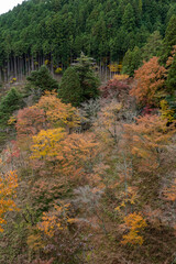 奈良県 吉野山の秋と紅葉景色
