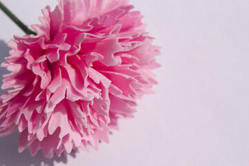 pink carnation flower made from soap on white background. pink cloves flowers .