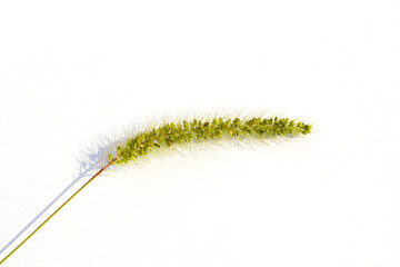 Ear of green foxtail grass, green bristlegrass, or wild foxtail millet isolated on white background. Setaria viridis