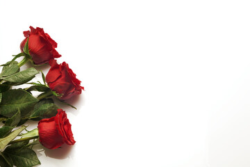 Red roses on a white background. Red roses petals.