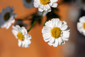 Obraz premium Close-up of a bouquet of chrysanthemum field daisies. Chamomile chrysanthemum close-up. White beautiful daisies for a postcard. Herbal medicine, decoction, hand care.