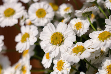 Obraz premium Close-up of a bouquet of chrysanthemum field daisies. Chamomile chrysanthemum close-up. White beautiful daisies for a postcard. Herbal medicine, decoction, hand care.