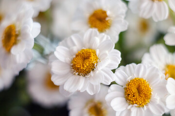 Close-up of a bouquet of chrysanthemum field daisies. Chamomile chrysanthemum close-up. White beautiful daisies for a postcard. Herbal medicine, decoction, hand care.
