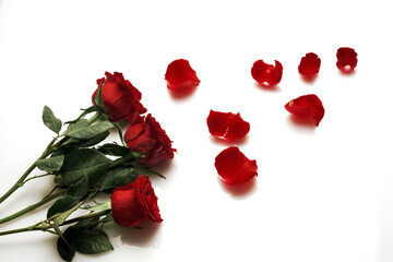 Red roses on a white background. Red roses petals.