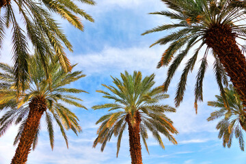 Fototapeta na wymiar Date palm trees plantation. Middle east agriculture. Israel