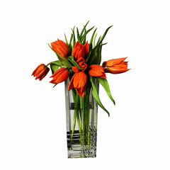 Glass vase with red tulips