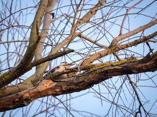 great spotted woodpecker on a tree