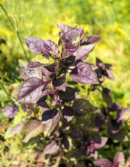 Fresh fragrant leaves of basil growing in a garden bed
