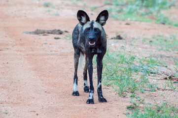 African wild dog (Lycaon pictus), also called painted dog