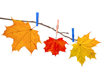 Autumn maple red and yellow last leaves hanged by clothespins on the tree branch. Isolated on white