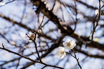 Sakura Peach or cherry blossom Japanese pink flowers, nature park outdoor background concept. Hanami festival spring begins