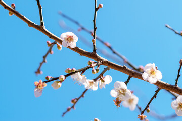 Sakura Peach or cherry blossom Japanese pink flowers, nature park outdoor background concept. Hanami festival spring begins