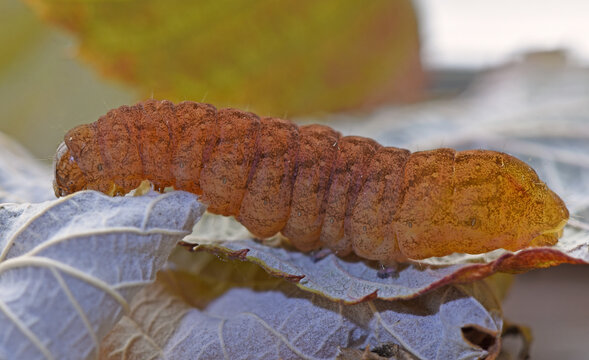 Raupe der Achateule