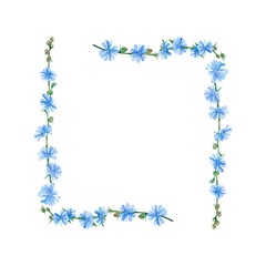 Watercolor pattern with chicory flowers. Suitable for printing on fabrics and packaging paper. Bright and juicy.
