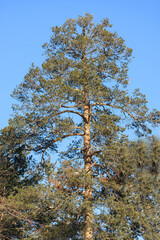 Bottom view of a tall pine tree against a winter blue sky