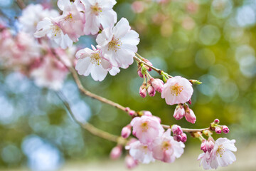 緑の中のサクラ