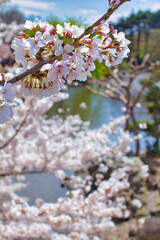 満開の桜と池