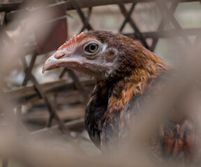 Balinese Rooster