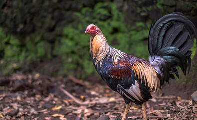 Balinese Rooster