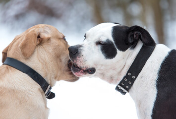 Obraz premium Closeup photo of friendly dogs in the park
