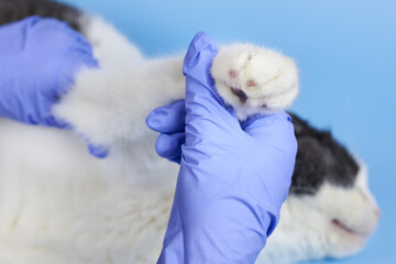 Veterinarian in medical gloves is checking the paw of a cat.