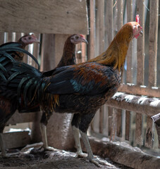 Balinese Rooster