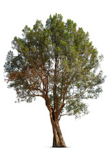 Trees isolated on white background, tropical trees isolated used for design, advertising and architecture.