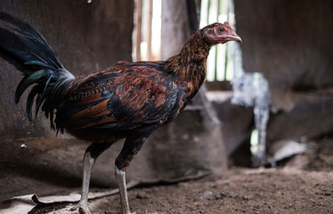 Balinese Rooster