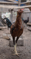 Balinese Rooster