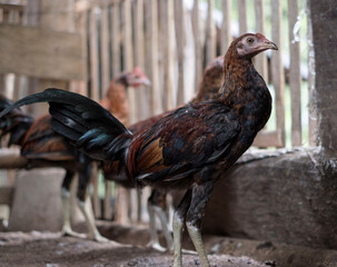 Balinese Rooster