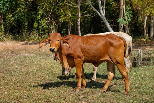 Close up portrait of cow in farm background. Cows standing on the ground with farm agriculture. Traditional cow in asia, cow resting. Image contain grain, soft focus and selective focus.