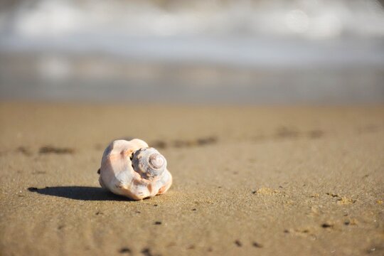 High quality image. Photograph of a shell focused on the beach. Detail image.