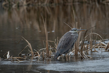 Close up photo of Grey Heron (Ardea cinerea) Wildlife animal