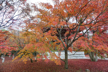 Fototapeta premium 秋の京都 智積院の紅葉