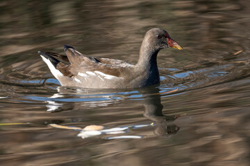 Eurasian common moorhen (Gallinula chloropus) also known as marsh hen