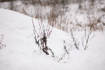 a withered plant peeping out of the snow 