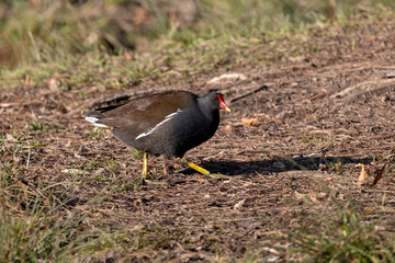 Eurasian common moorhen (Gallinula chloropus) also known as marsh hen