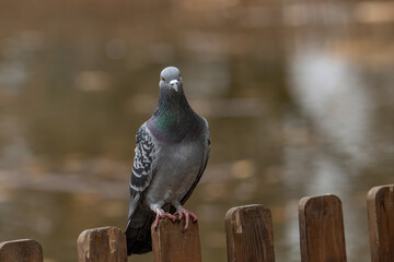 Portrait of a beautiful  pigeon on a sunny  day.