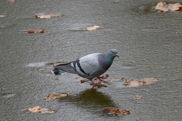 Portrait of a beautiful  pigeon on a sunny  day.