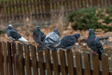 Portrait of a beautiful  pigeon on a sunny  day.