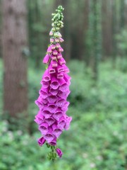 Foxglove Flower in May, deadly yet beautiful © Rudo