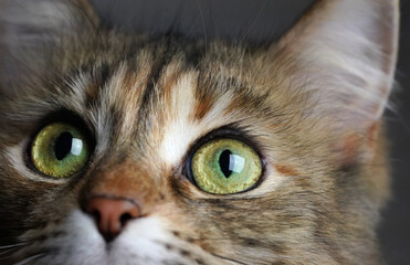 Domestic cat's eye close-up, low point of view macro shot