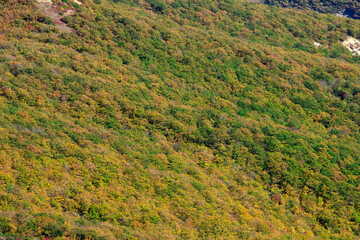 Beautiful autumn forest in the mountains.