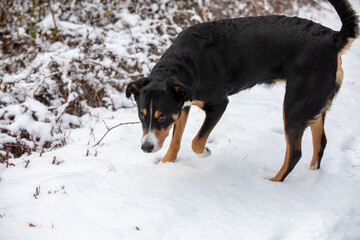 Cute (appenzeller sennenhund) Dog walk in the snow