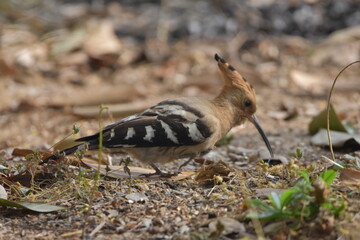 Bird on ground