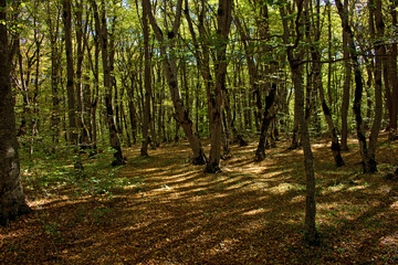 Obraz premium Beautiful autumn forest.