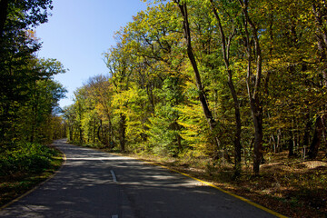 A beautifully stretching road in the forest.