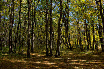 Beautiful autumn forest.