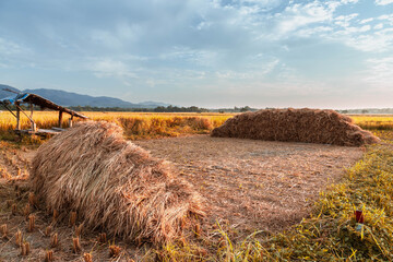 Scenery of Rice field after harvest rice straw stacks  and the beautiful sky. © NARONG